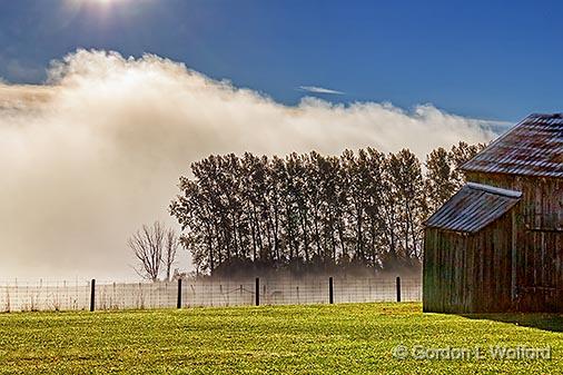 Trees Against Fog_29256.jpg - Photographed near Kilmarnock, Ontario, Canada.